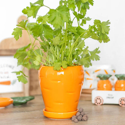 Pot de plante Carotte avec boules de graines de persil