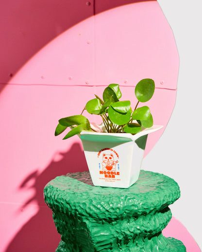 Cache pot / Vase Ramen
